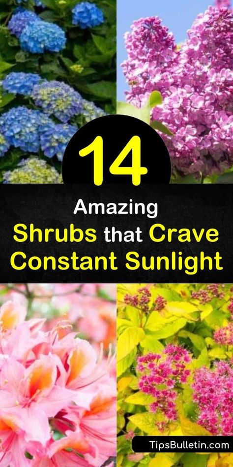 Best Shrubs For Full Sun, Best Flowering Bushes For Full Sun, Low Growing Shrubs For Full Sun, Pink Bushes Flowering Shrubs, Perennial Bushes And Shrubs, Full Sun Flowering Bushes, Bushes And Flowers In Front Of House, Best Shrubs For Front Of House Full Sun, Sunny Flower Bed Ideas Perennial Plant