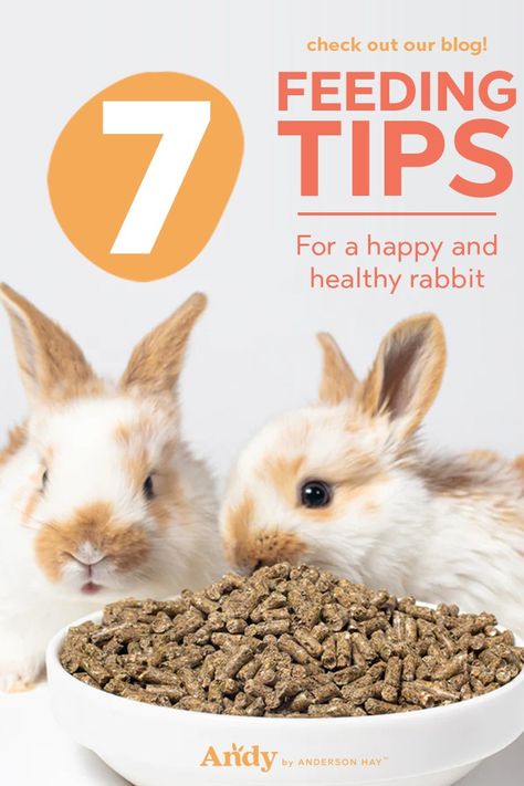 A healthy rabbit is a happy rabbit! Knowing what to feed your rabbit and how to treat them is the key to making sure your rabbit it as happy as a rabbit can be. Today you are in luck because Andy has taken it into their hands to deliver you the top 7 feeding tips for a happy and healthy rabbit! #rabbitfood #timothyhay #andybyandersonhay #twoearsup #hayallday What Rabbits Can And Cant Eat, Pregnant Rabbit, Treats For Rabbits, Rabbit Pellets, Rabbit Feeding, Happy Rabbit, Rabbit Diet, Grass Hay, Pig Feed