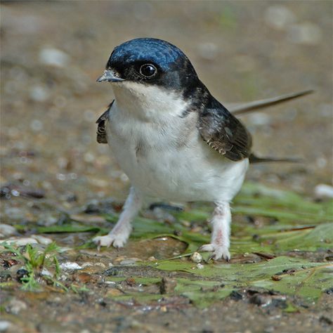 A type of bird with fluffy feet :) House Martin, Martin House, Interesting Animals, Pretty Animals, Pretty Birds, Cat Paws, Animal Photo, Cute Little Animals, Bird Feathers