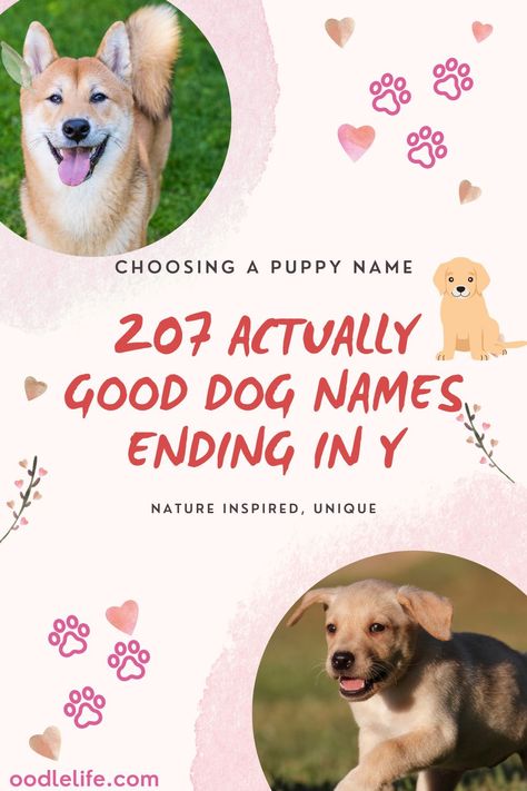 Our guide to (actually good) dog names ending in Y or IE (ee sounds) Boy Puppy Names, Cute Puppy Names, Boy Dog Names, Girl Dog Names, Maltipoo Dog, Cute Names For Dogs, Best Dog Names, Dog Crossbreeds, Short Dog