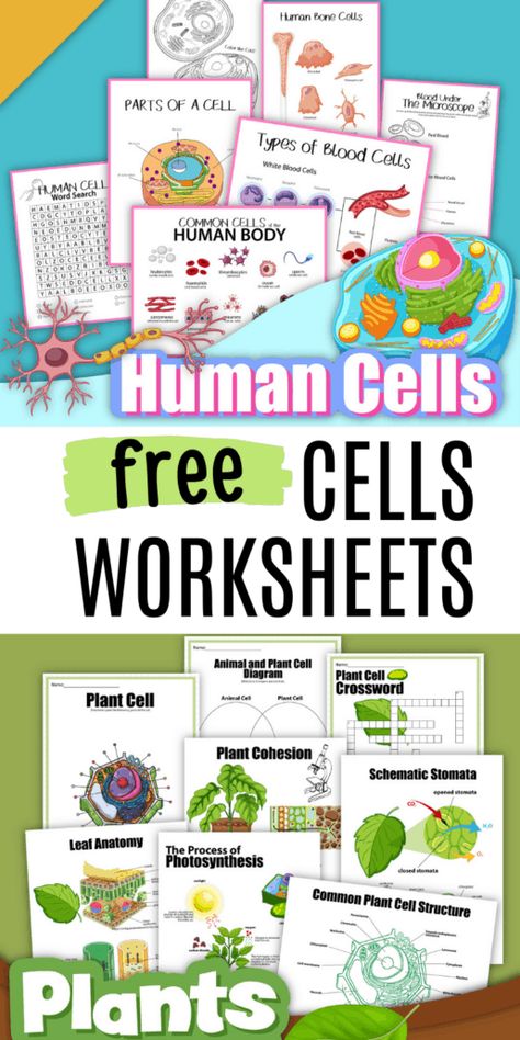 Sped Science Lessons, Cell Membrane Model Projects, Human Cell Activities, Diy Cell Model, Plant Cell Activity, How To Teach About Cells, Middle School Life Science, Plant Cell Parts And Functions, Human Cell Structure