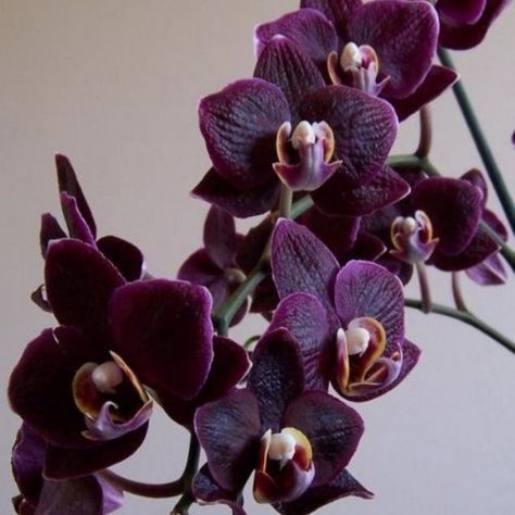 Purple Orchid Bouquet, Purple Flower Arrangements, Purple Flower Bouquet, Wedding Flowers Greenery, Dark Purple Flowers, Dark Orchid, Rare Orchids, Orchid Bouquet, Orchid Plant