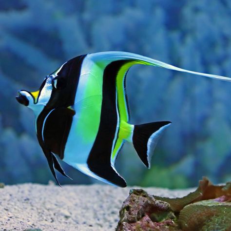 Coral Reef Animals, Moorish Idol, Reef Shark, African Cichlids, Underwater Animals, Tropical Animals, Marine Aquarium, Marine Fish, Pet Fish