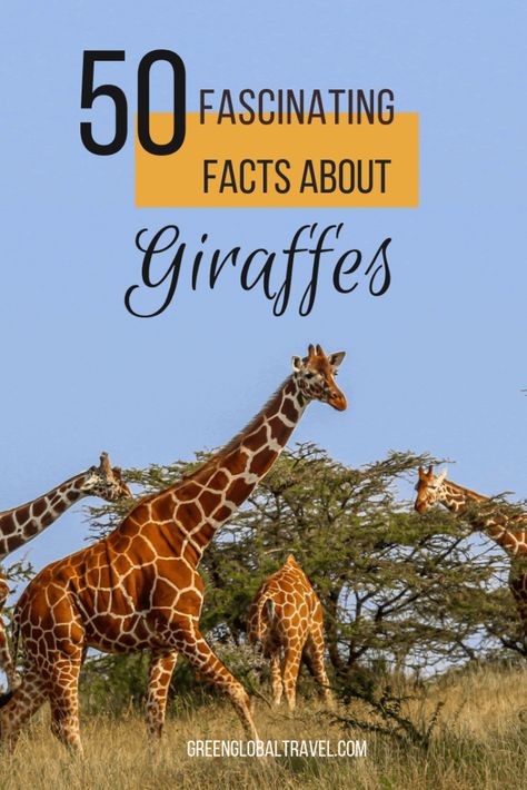 50 Fascinating Facts About Giraffes - Green Global Travel Giraffe Project, Fun Facts About Giraffes, Giraffe Habitat, Giraffe Quotes, Giraffe Facts, Ocean Things, Masai Giraffe, Animals Activities, Giraffe Neck