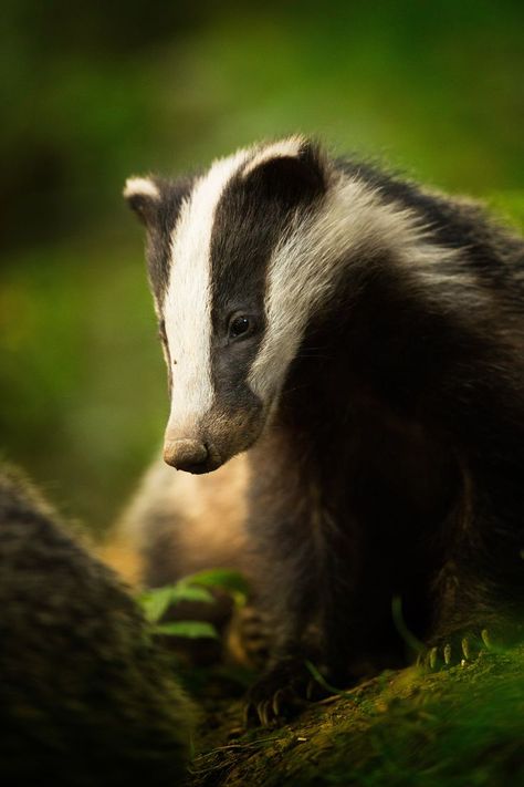 British Wildlife Photography Awards 2018, the winners  – in pictures Regard Animal, Animal Photography Wildlife, Wild Animals Photography, Animals Tattoo, Wild Photography, Peak District National Park, Animals Photography, British Wildlife, Animal Reference