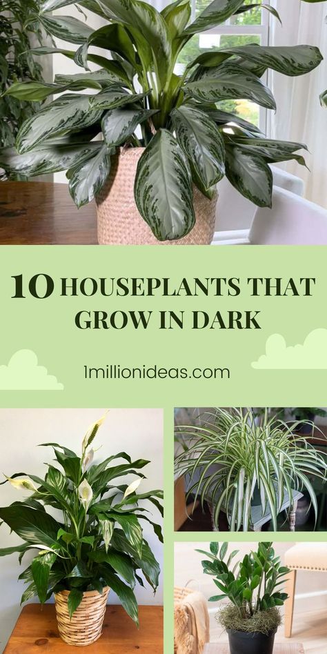 Love growing plants in the home to give your interior a touch of green for your living space but the home lacks direct sunlight. Don’t worry your problem will be dealt with after reading the article. We’ve summed up the list of the best indoor plants that grow well in low light, even dark. Of course, you also can plant them in the most shade of your home for a long time. In addition, like other houseplants, they are easy to grow and take care of. Direct Sunlight Plants Indoor, Plants That Don't Need Sunlight, Plants In The Home, Plants That Like Shade, Green Community, Plant Jungle, Low Light House Plants, Rain Chains, Plant Mama