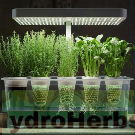 The Kratky Hydroponic Method is an efficient and straightforward approach to growing herbs without soil. This method requires minimal setup and maintenance, making it ideal for beginners and experienced gardeners alike. To fully understand its benefits and the detailed steps involved, exploring the intricacies of this technique is essential. #IndoorGardening #Hydroponics #MasonJarHydroponics #GreenLiving Kratky Hydroponics, Hydroponic Gardening For Beginners, Kratky Method, Minimal Setup, Growing Garlic, Types Of Herbs, Lighting Tips, Herbs Indoors, Starter Plants