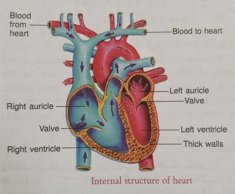 Internal Structure Of Heart, Heart Diagram, The Tell Tale Heart, Heart Wall, Point Of View, Drawings, Wall, Quick Saves