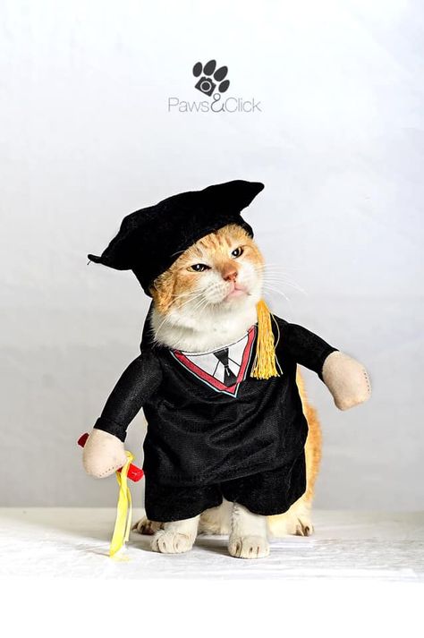 Illness Forces University's Cat Mascot To Graduate To His Forever Home After "Guarding" The Campus For 6 Years! - Cole & Marmalade Happy Birthday Funny Cats, Cat Mascot, Funny Cat Names, Funny Cat Images, Orange And White Cat, Cat Fails, Cat Meeting, Cat Seat, Funny Cat Photos