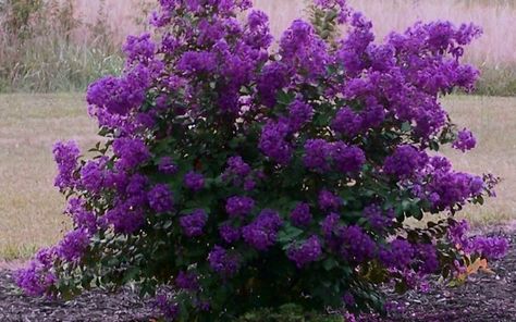 Purple Velvet Dwarf Crape Myrtle - Lagerstroemia indica 'Purple Velvet' Dark Purple Flowers, Myrtle Tree, Crepe Myrtle, Buy Plants Online, Crape Myrtle, Garden Shrubs, Craps, Buy Plants, Flowering Shrubs