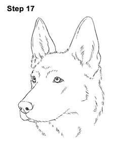 How To Draw A Dog, German Shepherd Tattoo, German Shepherd Painting, Dog Face Drawing, German Shepherd Videos, Tatoo Dog, Dog Drawing Tutorial, Drawing Dogs, German Shepherd Art