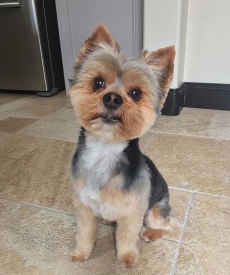 60 Best Yorkie Haircuts for Males and Females – The Paws Short Morkie Haircut, Yorkie Haircut Short, Male Yorkie Haircut, Yorkie Short Haircut, Male Yorkie Hairstyles, Short Yorkie Haircut, Yorkie Haircut Male, Yorkie Cut, Yorkie Puppy Cut