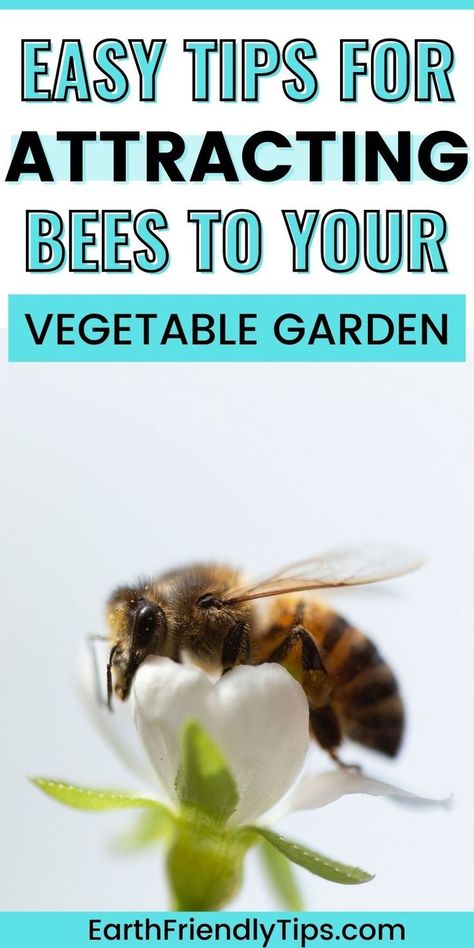 How To Attract Honey Bees To Your Garden, How To Attract Pollinators To Your Garden, How To Attract Bees To Your Garden, Bee Attracting Plants, Flowers To Attract Bees, Flowers For Pollinators, How To Help Bees, Best Flowers For Bees, Bee Attracting Flowers