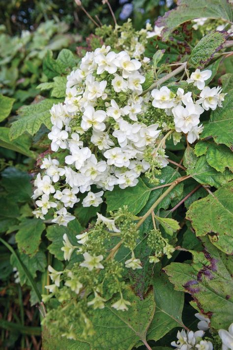 Hydrangea quercifolia Snowflake (= ‘Brido’) with arching branches carry large, conical heads of double, sterile florets, opening creamy-white, blushing pink. Hydrangea Quercifolia, Growing Hydrangeas, Pretty Colours, Creamy White, Love Flowers, Hydrangea, White Flowers, Blush Pink, To Grow