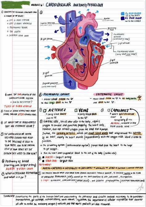 Cardiovascular Anatomy & Physiology Notes Med Surge Cardiovascular, Anatomy And Physiology Heart Notes, Anatomy Of Heart Notes, The Cardiovascular System Notes, Cardiovascular System Notes Nursing, Anaphy Notes, Electrophysiology Of The Heart, Cardiovascular Notes, Cardiovascular System Notes