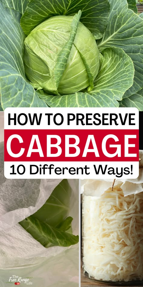 Cabbage is a great cool weather crop that can give you a big harvest and fill you up. Learn all the ways to preserve cabbage to extend its shelf life- so you can enjoy it longer! Canning Cabbage Recipes, Preserve Cabbage, Freezing Cabbage, Canning Cabbage, Dehydration Method (food), Dehydrator Recipes Fruit, Growing Cabbage, Water Bath Canning Recipes, Diy Canning