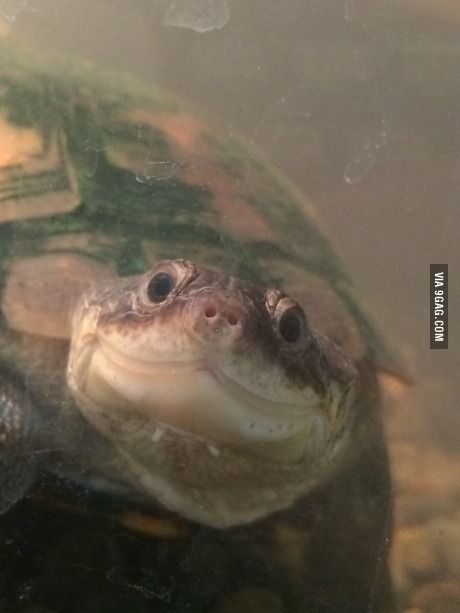 Sheldon the photogenic turtle Pictures Of Turtles, Funny Fishing Memes, Kawaii Turtle, Cute Tortoise, Baby Tortoise, Turtles Funny, Tortoise Turtle, Turtle Love, Cute Turtles