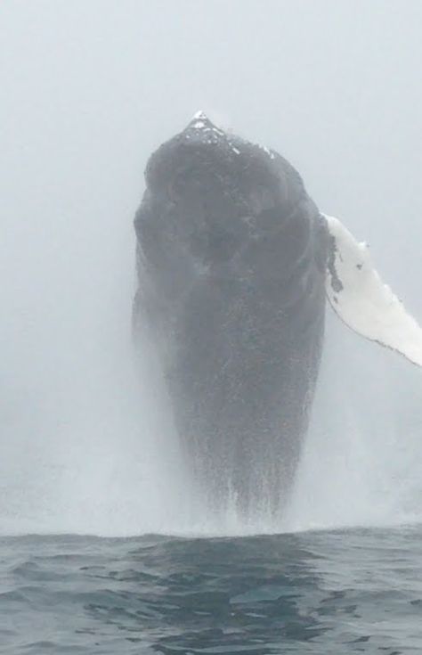 Whales Breaching, Breaching Whale, Humpback Whale Breaching, Whale Jumping, Whale Breaching, Creature Marine, Bay Of Fundy, Fauna Marina, A Whale