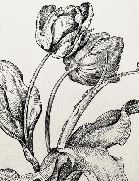 Tulip Ink Drawing, Flower Ink Sketch, Back Nature Tattoo Women, Botanical Pen Drawing, Floral Ink Drawing, Ink Botanical Illustration, Ink Drawing Flowers, Botanical Ink Drawing, Flower Line Drawing Botanical Illustration