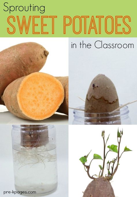 Science for Kids: Sprouting Sweet Potatoes. A foolproof science experiment your preschool or kindergarten kids will love! Support observation and data collection skills when you sprout sweet potatoes in your science center! Sprouting Sweet Potatoes, Science Earth, Science Experiments For Preschoolers, Interactive Science, Ap Biology, Science Notebooks, Kid Experiments, Water Cycle, Plant Science