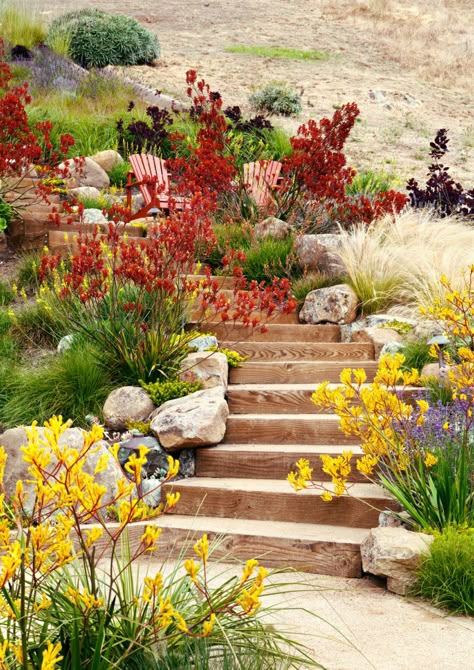 Kangaroo paw Australian Garden Design, Low Water Plants, Water Wise Plants, Australian Native Garden, Drought Resistant Plants, Drought Tolerant Garden, Waterwise Garden, Wildlife Garden, Drought Tolerant Landscape