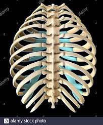 Rib cage, Posterior View Stock Photo - Alamy Rib Cage Back View, History Images, Body Anatomy, History Of Science, Body Drawing, Back View, Rib Cage, High Resolution, Stock Images