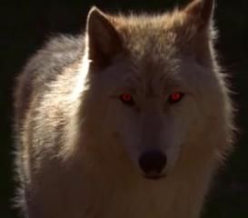 Alcide's The Wolf Ghost Direwolf, True Blood Alcide, Eric Northman, Dire Wolf, Husky Mix, True Blood, White Wolf, Black Wolf, Wolf Dog