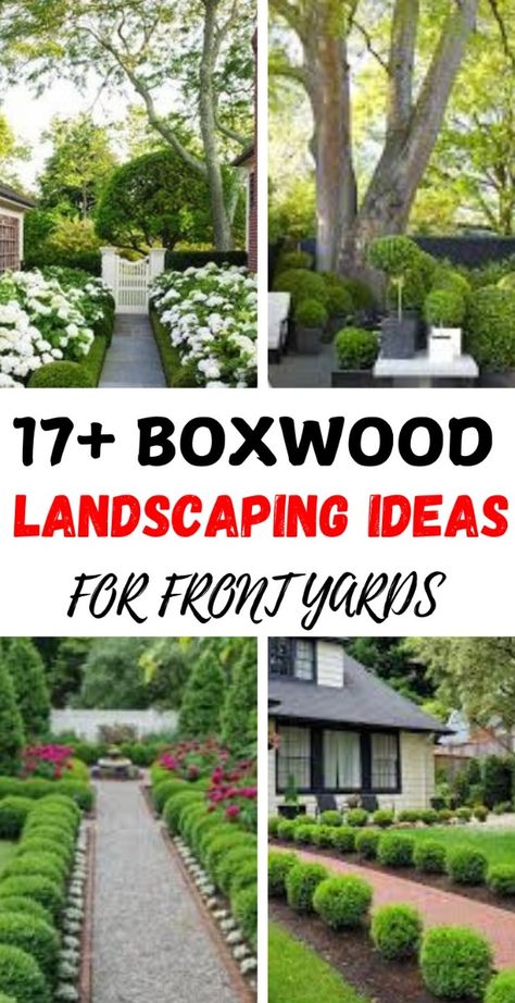 Save this pin for 17+ stunning boxwood landscaping ideas that bring structure and elegance to any outdoor space! From formal garden layouts to charming hedges and borders, boxwoods add timeless beauty and low-maintenance greenery to your yard. Boxwood Planters, Boxwood Landscaping, Gravel Walkway, Stone Edging, Garden Layouts, Boxwood Hedge, Soft Green Color, Fountain Feature, Front Yards