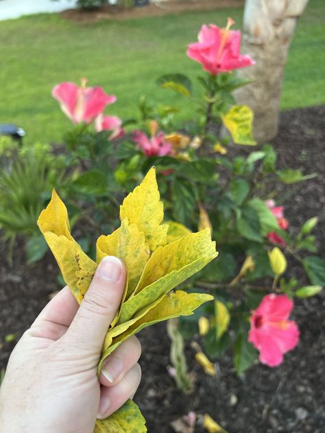 Hibiscus Plant Potted, Caring For Hibiscus Plants, Hibiscus Leaves Turning Yellow, Hibiscus Plant Care Potted, Pruning Hibiscus Plants, Potted Hibiscus Plant, Hibiscus Care Outdoors, Hibiscus Trees In Pots, Hardy Hibiscus Care