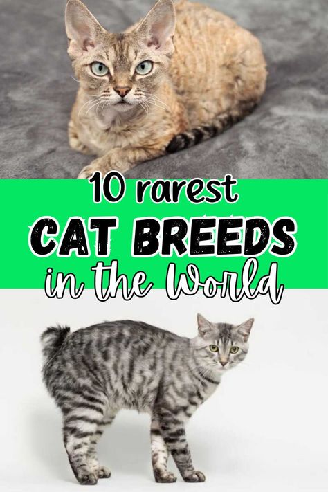 Cats are one of the most common household pets in the world; however, not all cat breeds are quite so common. So, which are the ten rarest cat breeds in the world?
The rarest cat breed in the world is the Sokoke cat. These cats were at one point considered a hybrid, but that theory has been proven incorrect. However, while none are quite as rare as the Sokoke, there are lots of other rare breeds such as the Devon Rex cat, Kurilian Bobtail cat, Norwegian Forest cat, and more. Sokoke Cat, Albino Cat, Cat Breeds List, Chartreux Cat, All Cat Breeds, Rare Cat Breeds, Tonkinese Cat, Bobtail Cat, Devon Rex Cats