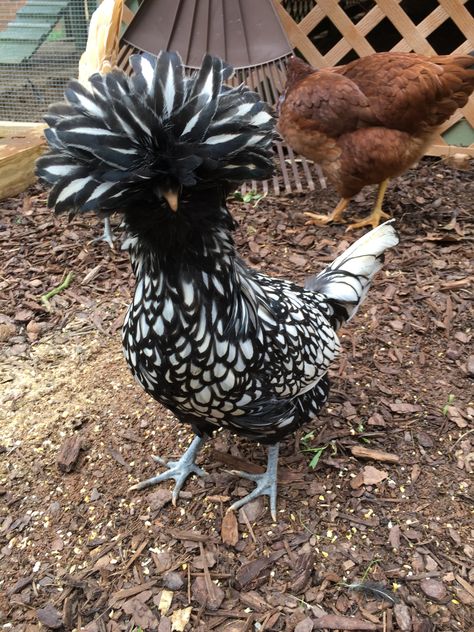 Silver Laced Polish Chickens, Silverrudd Chickens, Exotic Chickens, Polish Hen, Pet Chickens Breeds, Polish Chickens, Polish Chicken, Bantam Chickens, Chicken Pictures