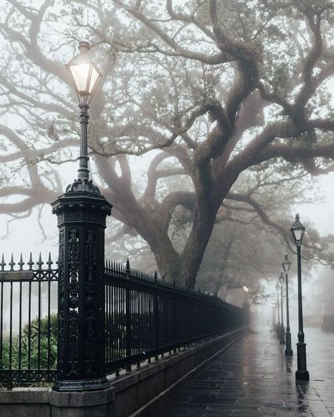 Historical Fantasy Books, Jackson Square New Orleans, New Orleans Vacation, Louisiana Usa, Beautiful Sunny Day, Magical Tree, Jackson Square, Oak Trees, Gothic Aesthetic