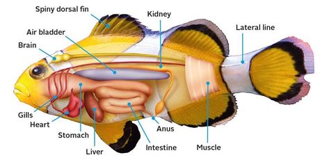 *Fish Anatomy* by Claudia Saraceni - "The scientific illustration depicting the main organs including the brain, gills, heart, stomach, liver intestine, air bladder. The illustration was created for a zoology book." - #fish #anatomy #marinebiology #naturalscience #illustration #scientificillustration #sciart #biology #science Fish Gills, Animation Website, Fish Anatomy, Science Artwork, Vet Tech Student, Excretory System, Biology Science, Animal Anatomy, Dollhouse Printables