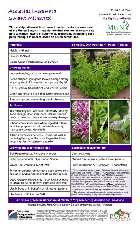 Swamp Milkweed Plant, Milkweed Pods, Asclepias Incarnata, Garden Perennials, Nut Trees, Milkweed Plant, Swamp Milkweed, Native Plant Gardening, Planting Plan