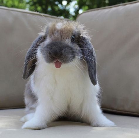 Rabbit Supplies, Bunny Supplies, Bunny Pet, Cutest Bunny Ever, Tongue Out Tuesday, Pet Rabbits, Rabbit Breeds, Cute Bunny Pictures, Cute Bunnies