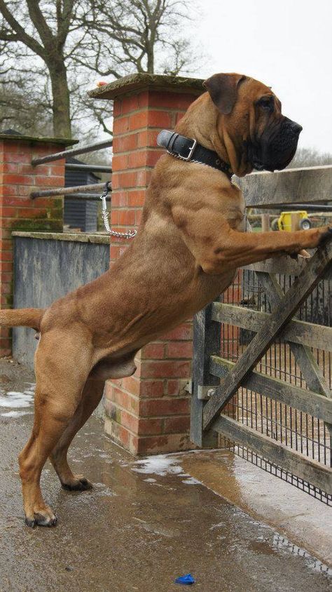 Boerboel - owned by Topguard Boerboels. Boerbull South African Boerboel, Boerboel Mastiff, South African Boerboel, Bull Mastiff Dogs, South African Mastiff, African Boerboel, Mastiff Breeds, Giant Dog Breeds, American Bull