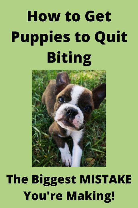 Puppy Biting Tips, Puppy Tricks Training, How To Train A Boxer Puppy, How To Train A Puppy Not To Bite, How To Stop Puppies From Biting, Puppy Biting Training Tips, How To Stop Puppy Biting, How To Get Puppies To Stop Biting, Stop Puppy Biting