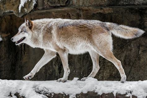 Wolf Reference Photo, Wolf Side View, Wolf Reference, Wolf Walking, Wolf Poses, The Lone Wolf, Photography Reference, Wolf Stuff, Wolf Photography