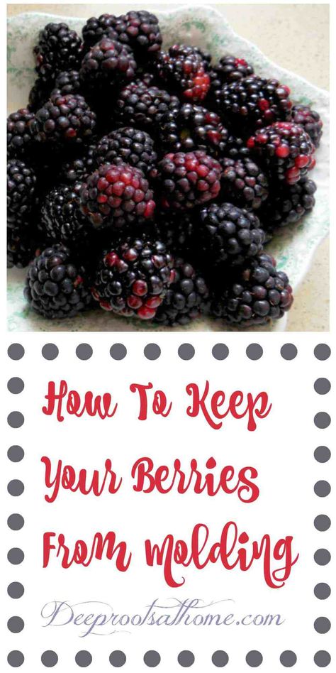 Store Strawberries, Freezing Strawberries, Mulberry Recipes, Blackberry Recipes, Food Mold, Food Info, Fresh Berries, Fruit Recipes, Food Store