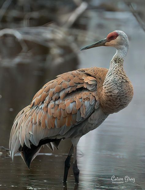 Sand Hill Crane, Fancy Birds, Bird Watercolor Art, Heron Bird, Sandhill Cranes, Sandhill Crane, Herons, Wildlife Photos, Watercolor Images