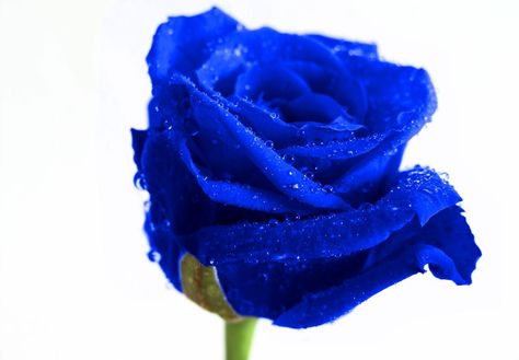 Symbolic Meaning of Blue Roses That'll Leave You Stupefied Blue Rose Meaning, Blue Flower Names, Meaning Symbols, Rose Color Meanings, Meaning Of Blue, Rose Meaning, End Of The Rainbow, Flower Meanings, Rose Images