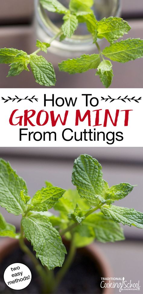 Herb Spells, Propagate Mint, Indoors Garden, How To Grow Mint, Grow Mint, House Jungle, Growing Mint, Traditional Cooking, Mint Plants