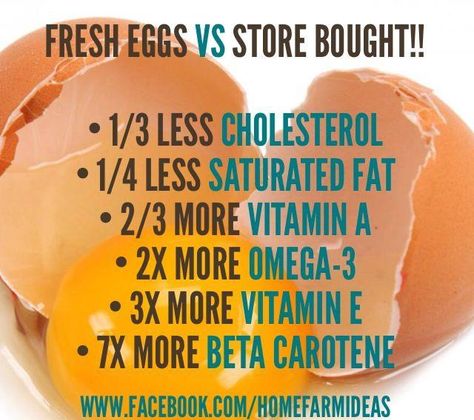 Fresh Eggs Vs. Store Bought Eggs Juicing Vegetables, Egg Facts, Fresh Egg, Raising Chicks, Home Farm, Duck Eggs, Farm Eggs, Incredible Edibles, Free Range Chickens