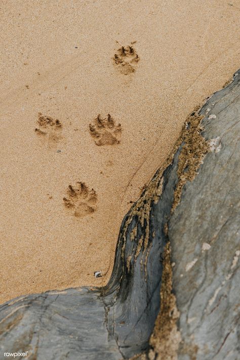 Cute paw prints on the sand | premium image by rawpixel.com / Felix Paw Background, Paw Wallpaper, Bunny Paws, Cat Footprint, Animal Footprints, Puppy Paw Prints, Lion Paw, Paw Paw, Inspiration Photo