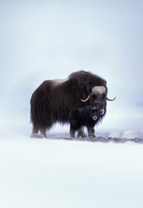 Green Leaf Wallpaper, Strongest Animal, Musk Ox, New Zealand Landscape, Coastal Plain, Photoshop Painting, Daily Pictures, Leaf Wallpaper, Special People