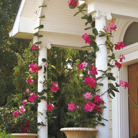 Mandevilla Ideas, Mandavilla Flower Pots, Mandevilla Vine Ideas Trellis, Mandevilla Vine Ideas Pots, Mandevilla Planter Ideas, Mandeville Vine, Mandeville Plant, Mandevilla Trellis, Mandevilla Plant