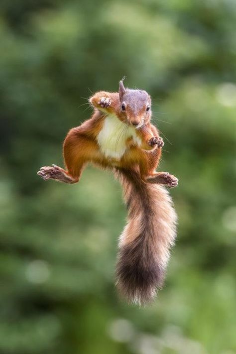 Squirrel snapped flying through the air like Superman – STV News Flying Squirrel Drawing, Giant Flying Squirrel, Japanese Flying Squirrel, Squirrel Tattoo, Flying Squirrels, Happy Squirrel, Funny Horse Pictures, Squirrel Pictures, Animals Tattoo