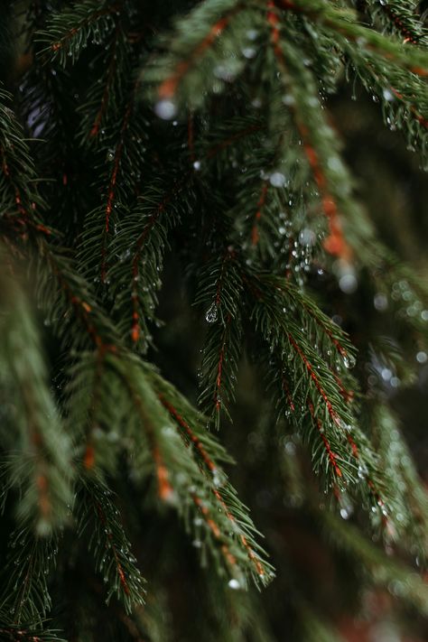 https://unsplash.com/photos/a-close-up-of-a-pine-tree-with-drops-of-water-on-it-vELf9RGIiD4?utm_source=unsplash&utm_campaign=unsplash-ios&utm_medium=referral&utm_content=view-photo-on-unsplash Evergreen Trees Aesthetic, Pine Tree Aesthetic, Evergreen Aesthetic, Morgan Core, Dark Naturalism, Aesthetic Objects, Background Pics, Winter Mood, Forest Spirit