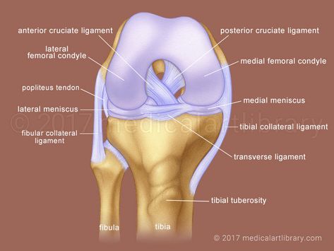 Knee Joint - Cruciate Ligaments - Medical Art Library Anterior Cruciate Ligament, Cruciate Ligament, Art Library, Medical Art, Knee Injury, Medical Illustration, Medical Education, Muscles, The Knee