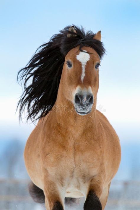 Picture Of Horse, Long Background, Horse Art Drawing, Hair Front, Freedom Furniture, Horse Galloping, Draft Horse, Interior Decorator, Horse Ranch